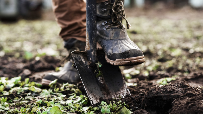Person's boot on shovel, preparing to plant