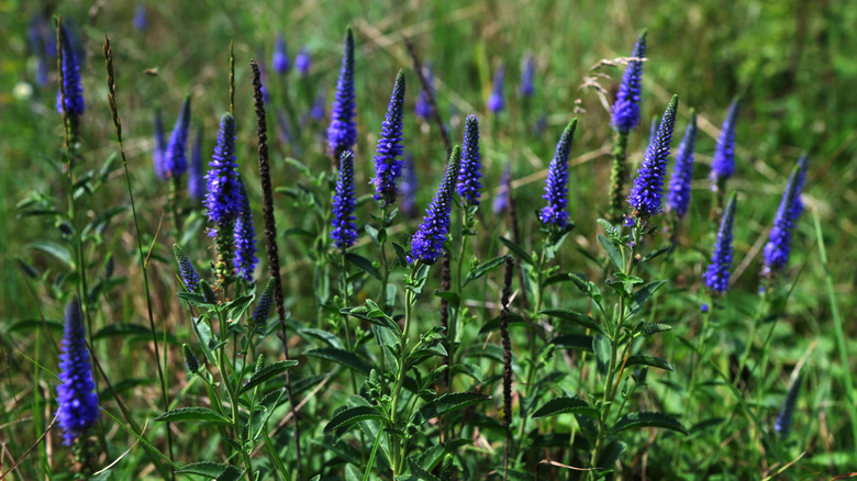 Veronica spicata spiked speedwell flowers blooming in grassy garden
