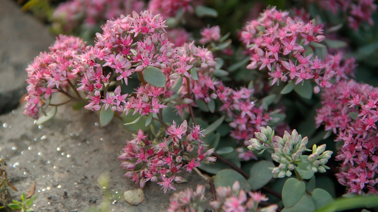 Star-shaped pink flowers are in bloom in Sedum 'Lime Zinger.'