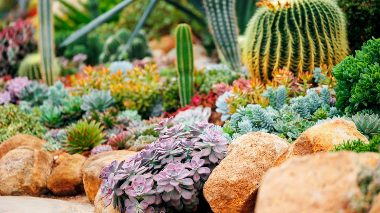 Colorful succulent garden with multiple varieties.