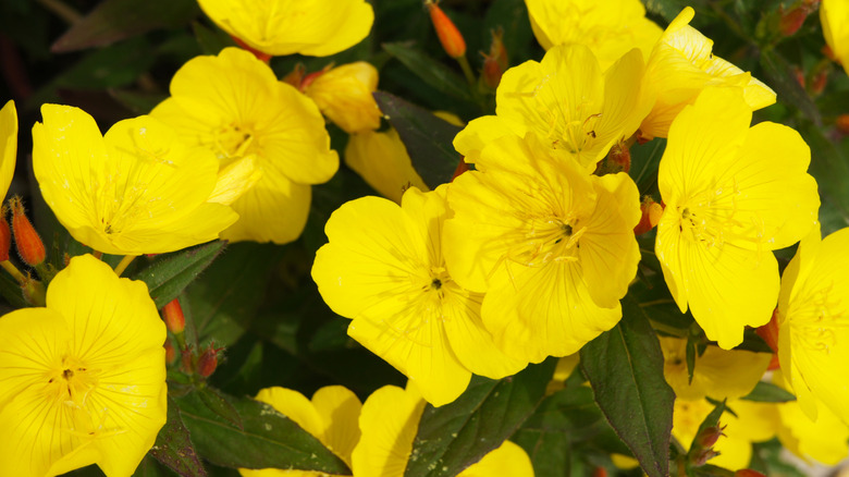closeup on Oenothera fruticosa 'Fireworks' flowers