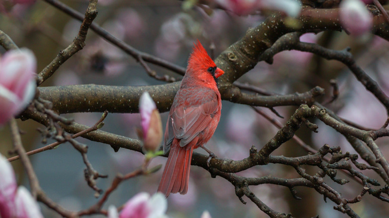 Cardinal perched on magnolia tree