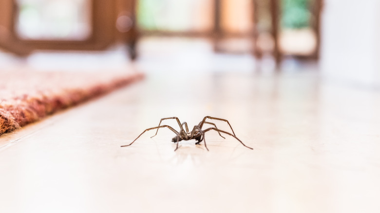 Spider crawling across floor