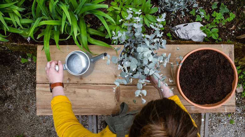 gardener watering potted eucalyptus