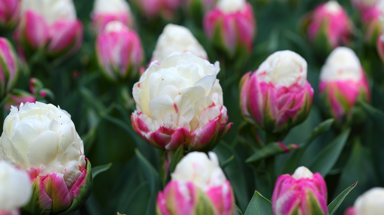ice cream tulips