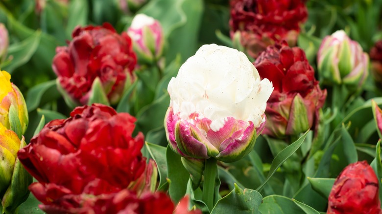 ice cream tulip among red tulips