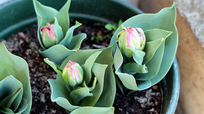 partially bloomed ice cream tulips