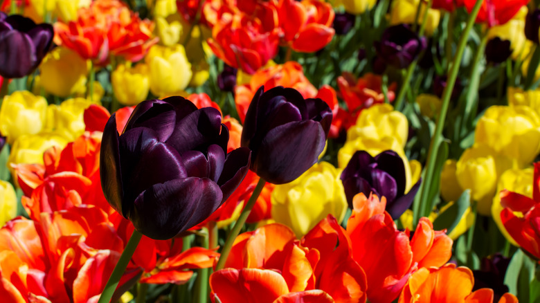 Queen of Night tulips