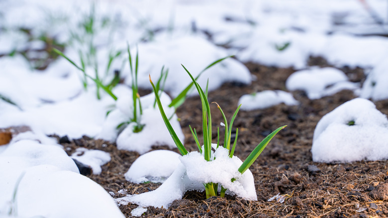 A spring-time garden with melting snow.