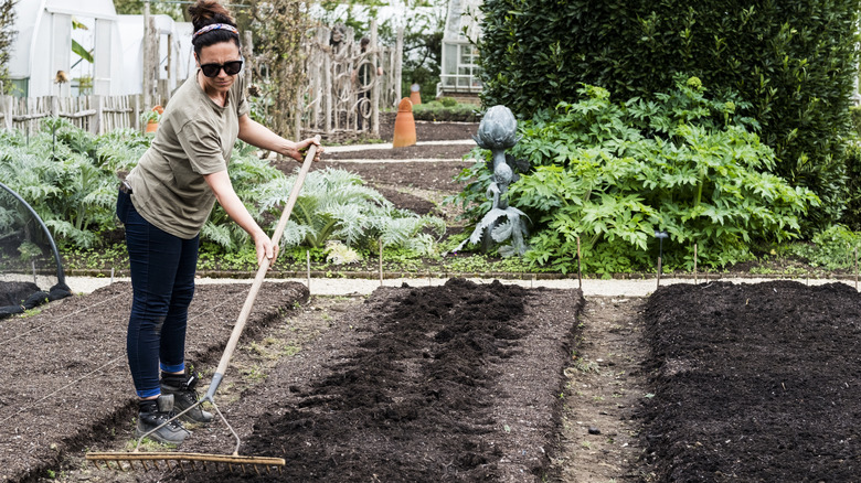 A gardener raking the soil in their raised beds.