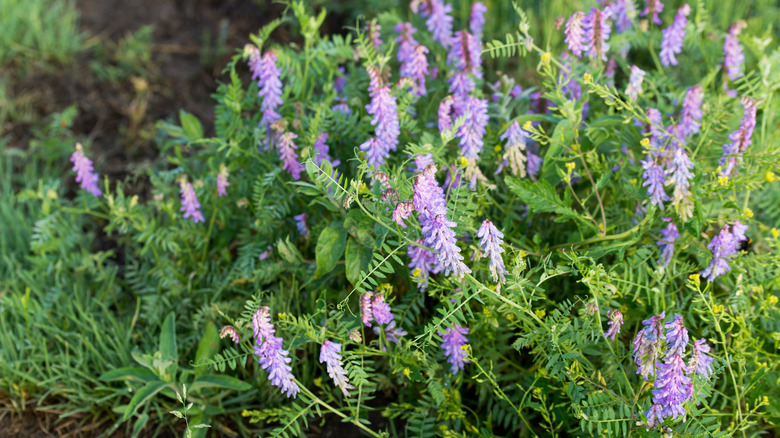 A patch of hairy vetch plants planted in a garden bed.