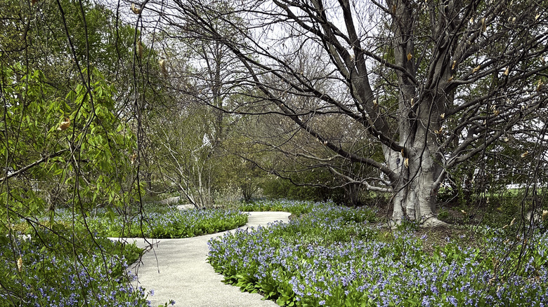 Virginia bluebells planted under trees