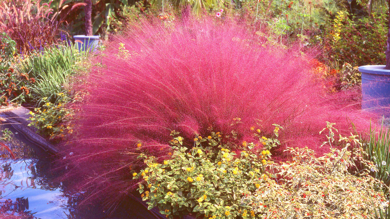 pink hair grass in garden