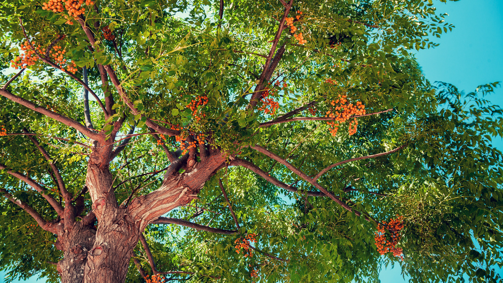 Planting A Carrotwood Tree In This Sunny State May Cost You. Here's Why