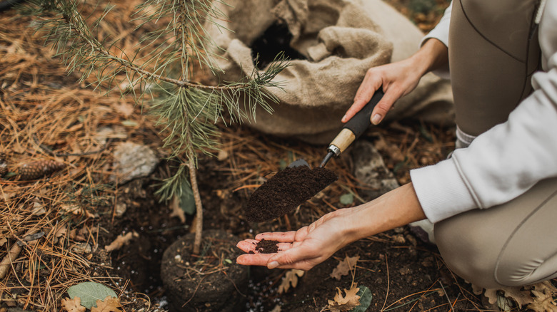 Person adding soil backfill to a pine tree sapling