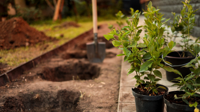 Young blueberry bush plants waiting to get placed in the soil