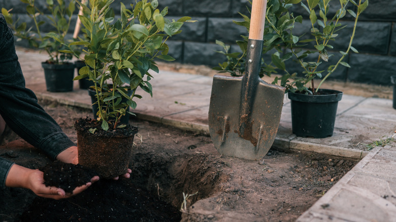 A person planting a blueberry bush in their garden