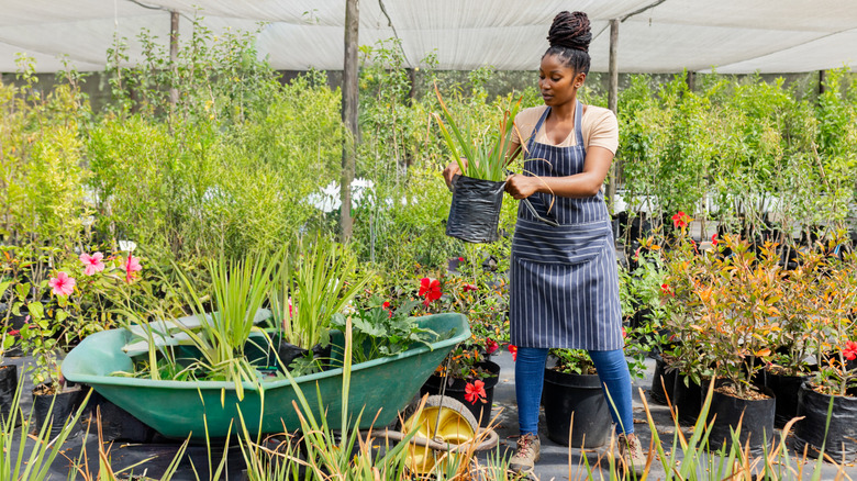 Female nursery worker moves a pot of grass