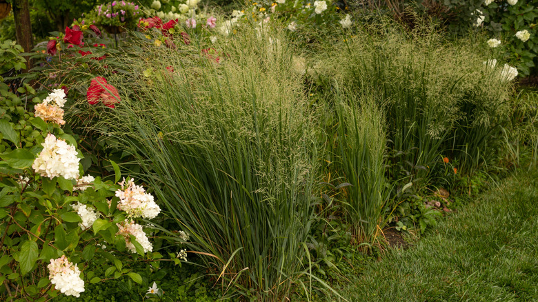 Switch grass growing in a flower border