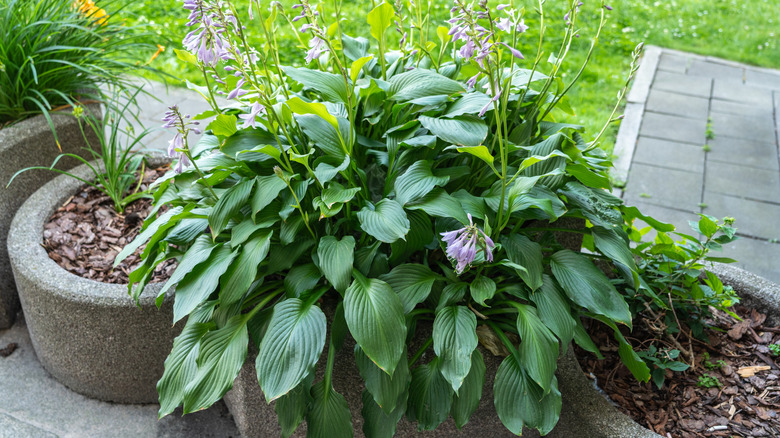 Hosta with purple flower spikes growing in a concrete container
