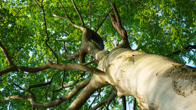 A view of a beech tree looking up towards its canopy