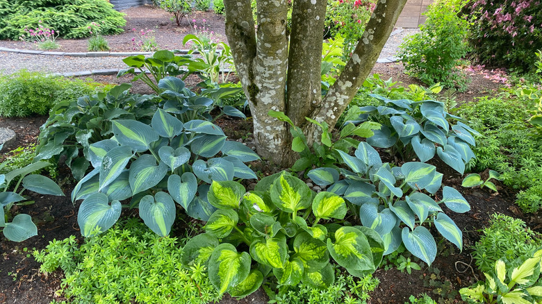 Several hosta varieties are growing happily under a shade tree