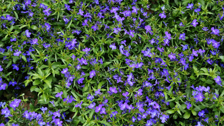 A close-up of purple lobelia flowers