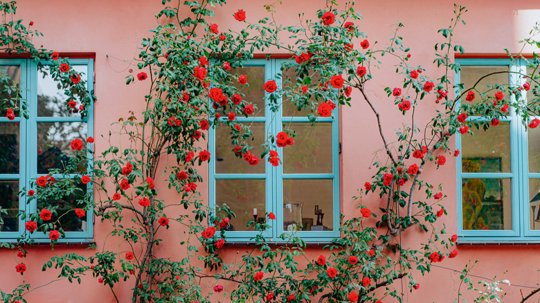 Red climbing roses surrounding blue windows on a house