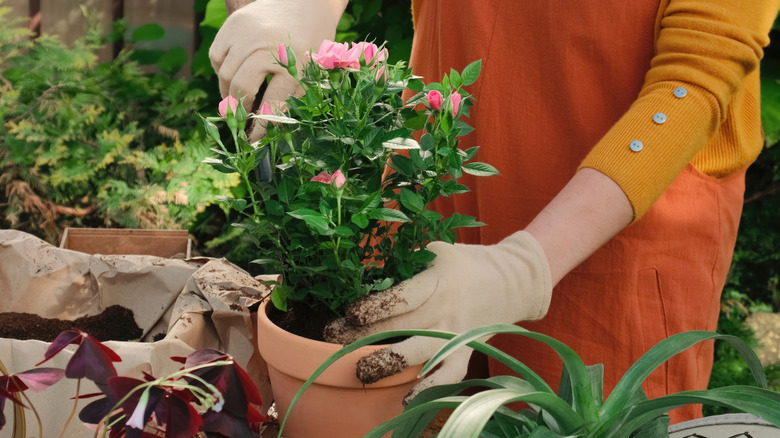 A gardener taking a pink rose out of a pot