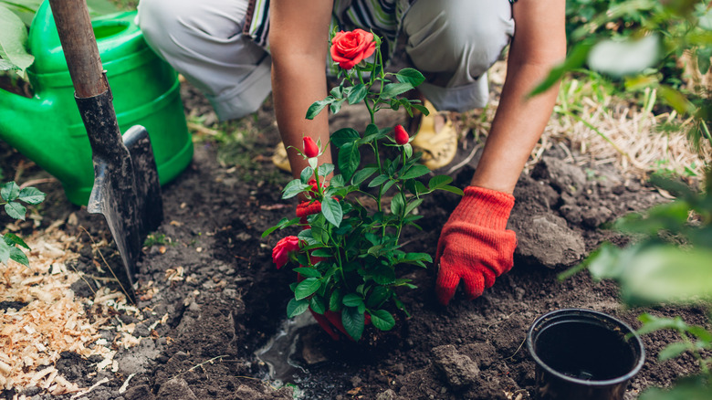 A woman planting a red rose in the garden