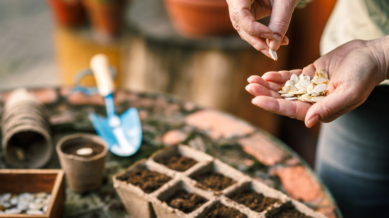 A person sows pumpkin seeds in biogegradable pots