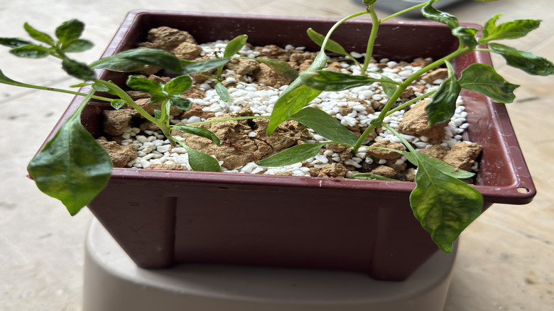 An unhealthy chili seedling grows in a small container
