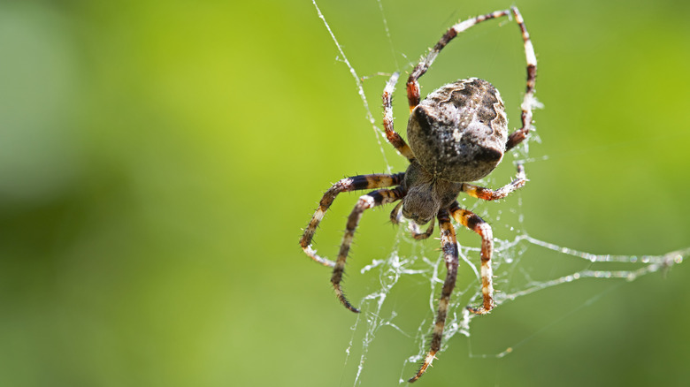 spider on web close-up