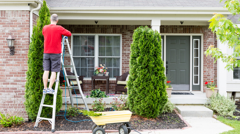 Person pruning front yard arborvitae