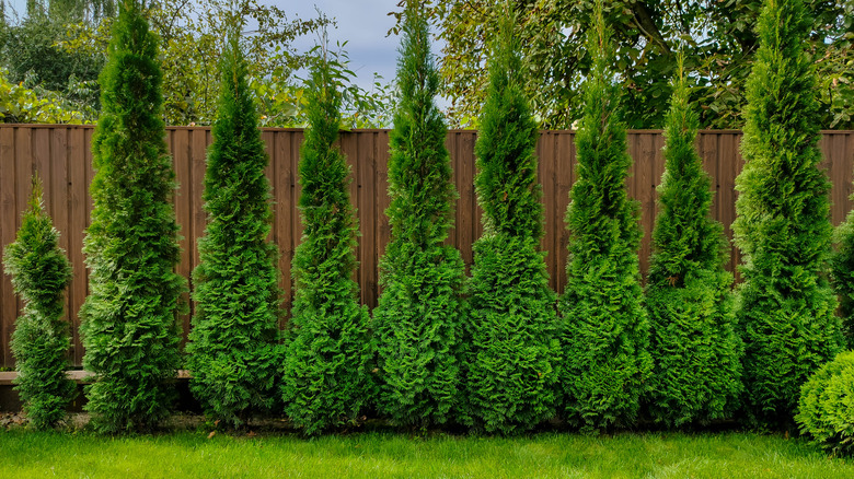 Arborvitae in yard as hedge