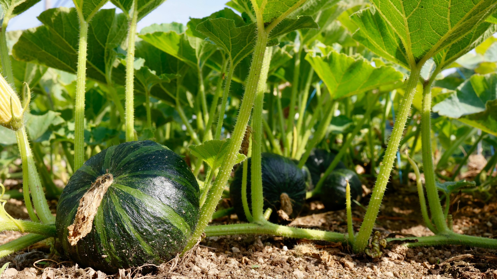 Planting Winter Squash Is Key To Keeping Pesky Weeds At Bay