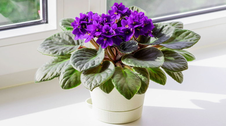 Purple African violets blooming in a pot on a windowsill