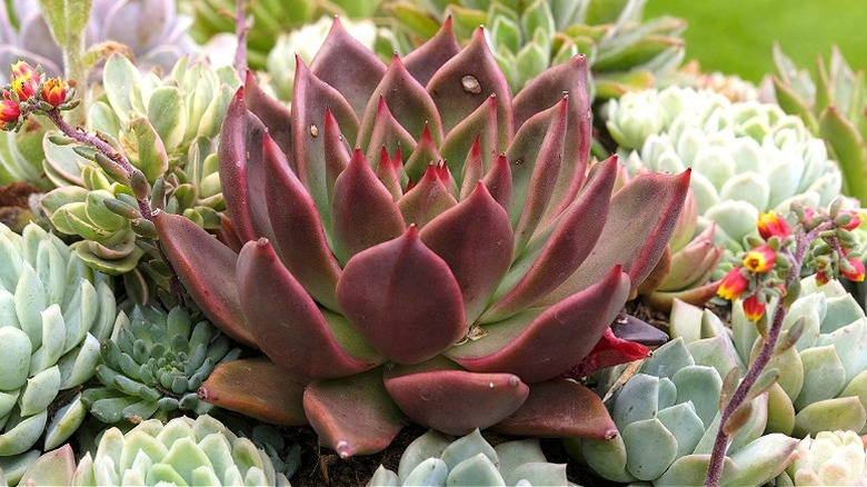 Red-tinged rosette of blue echeveria