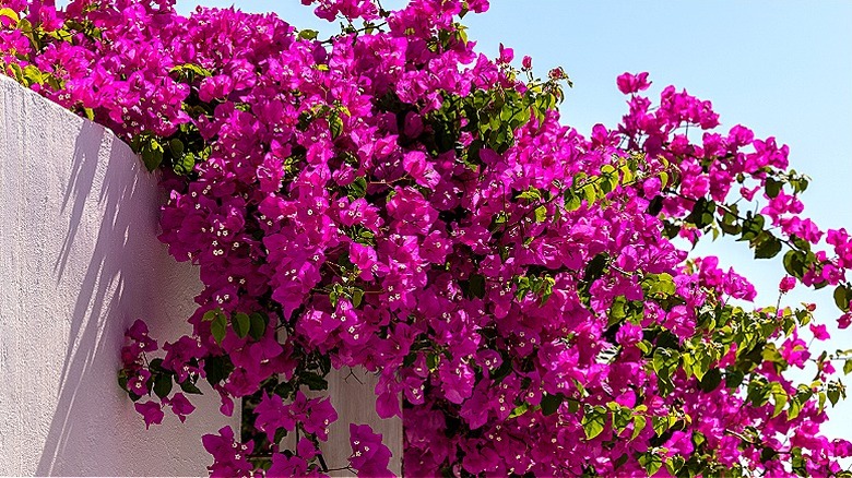 Pink bougainvillea cascading down from a home's wall