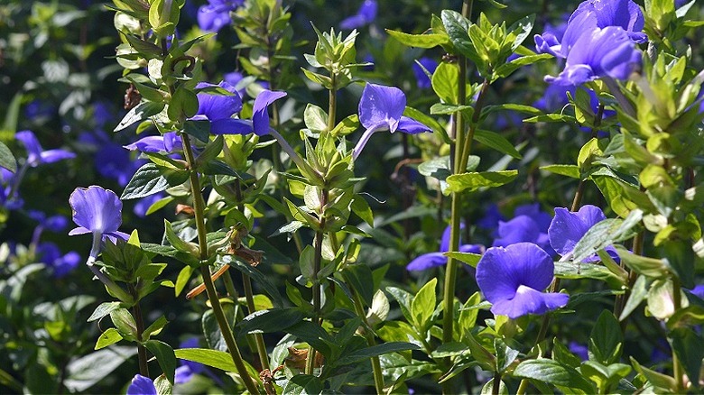 Lavender Brazilian snapdragons blooming in a garden