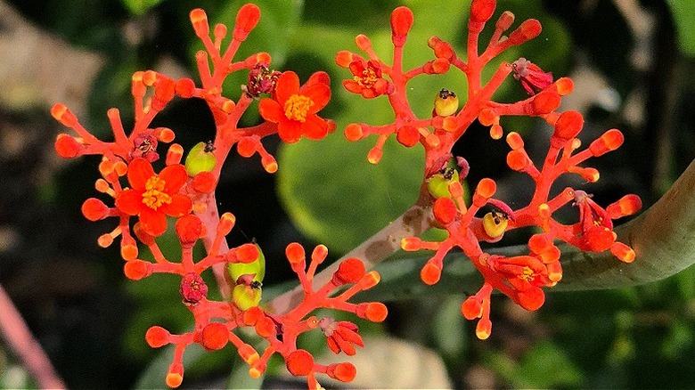 Red-orange flowers of Buddha belly plant