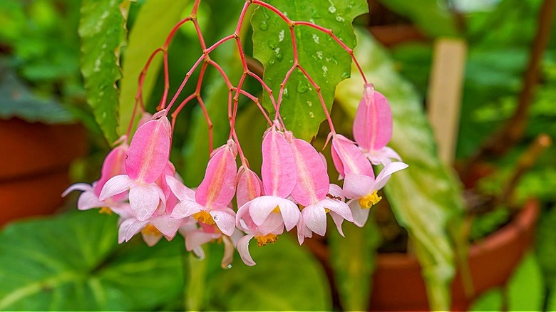 Pink flowers of cane-like begonias growing in a garden