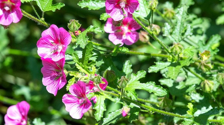 Pink cape mallows receiving sunlight in a garden