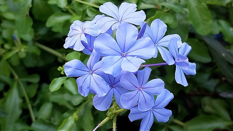 Pale blue flowers of cape plumbago in bloom