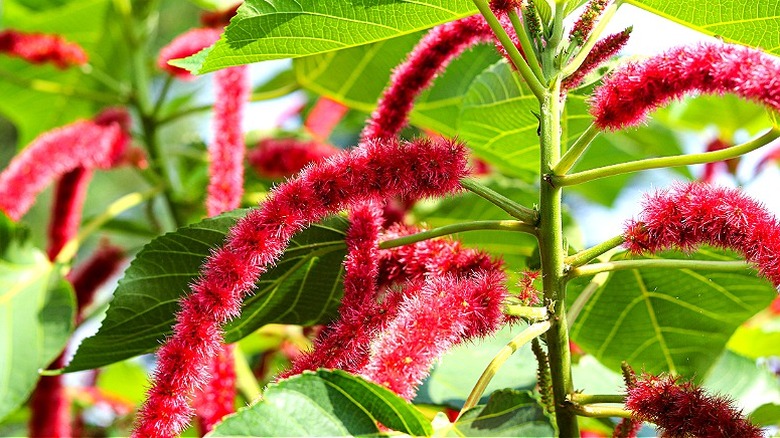 Fuzzy red tails hanging from a Chenille Plant