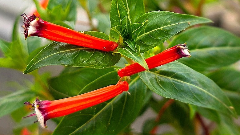 Thin red blooms of cigar flower in a garden