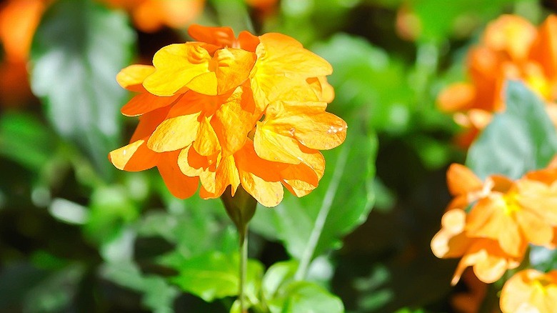 Orange crossandra receiving sunlight in a garden