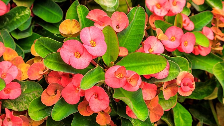 Small pink flowers of crown of thorns