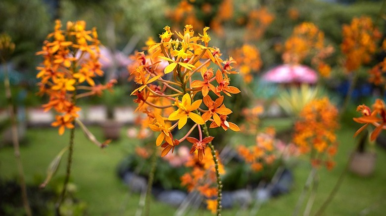Orange Crucifix orchid flowers growing in clusters