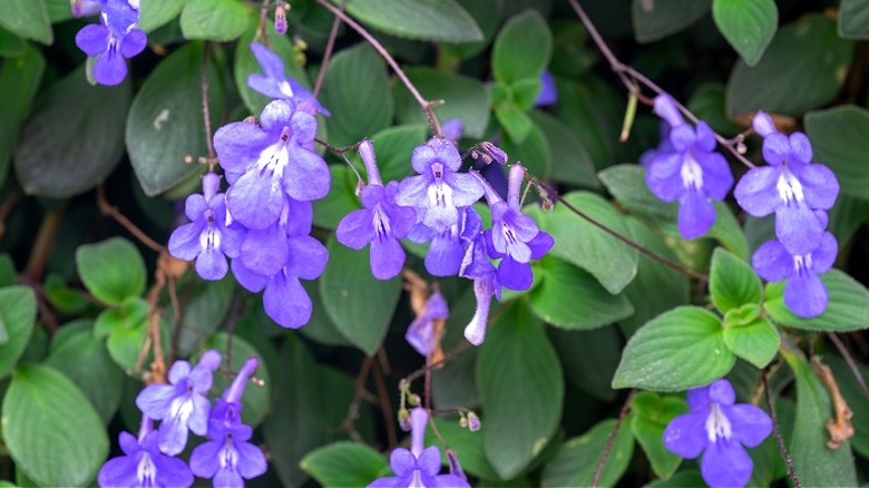 Lavender flowers of False African violet in bloom